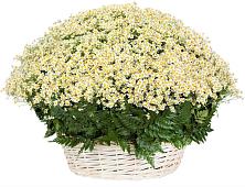 Цветочная композиция из Ромашки в корзине #REPLACE_PRED# Назарьево
